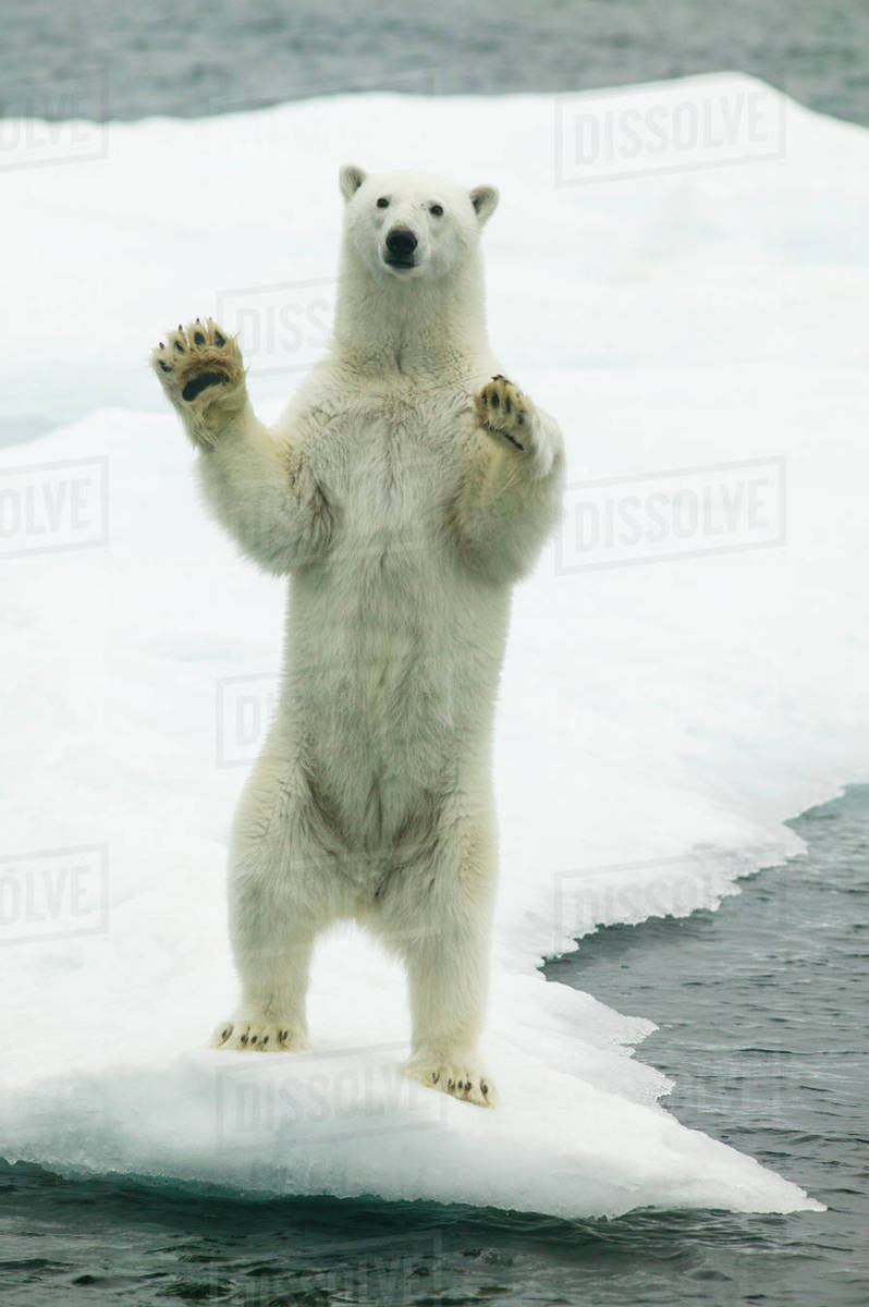 Polar bear (Ursus maritimus) waving standing on hind legs with paws