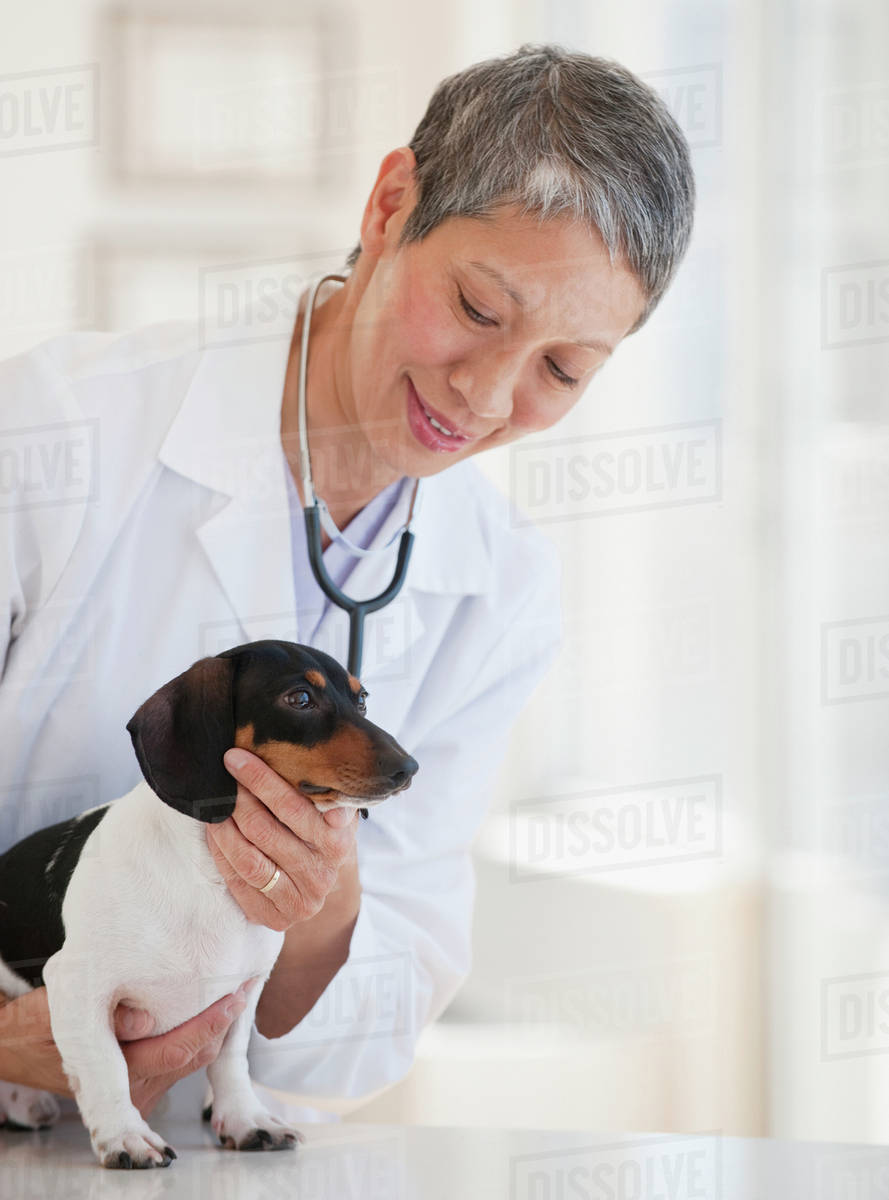 Chinese veterinarian examining dachshund Stock Photo Dissolve