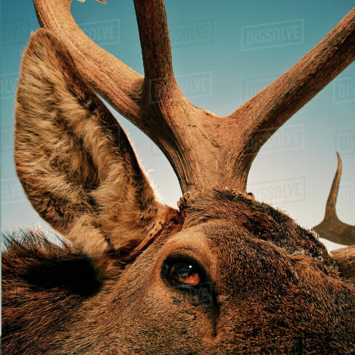 Close up of eye, ear and antler of elk - Stock Photo - Dissolve