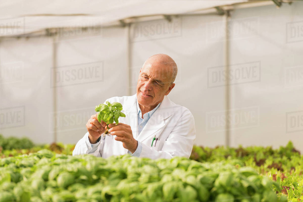 Mixed Race scientist checking green basil plants in greenhouse Stock