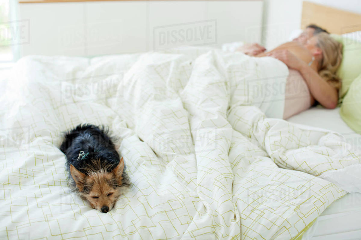 Couple and dog sleeping in bed Stock Photo Dissolve