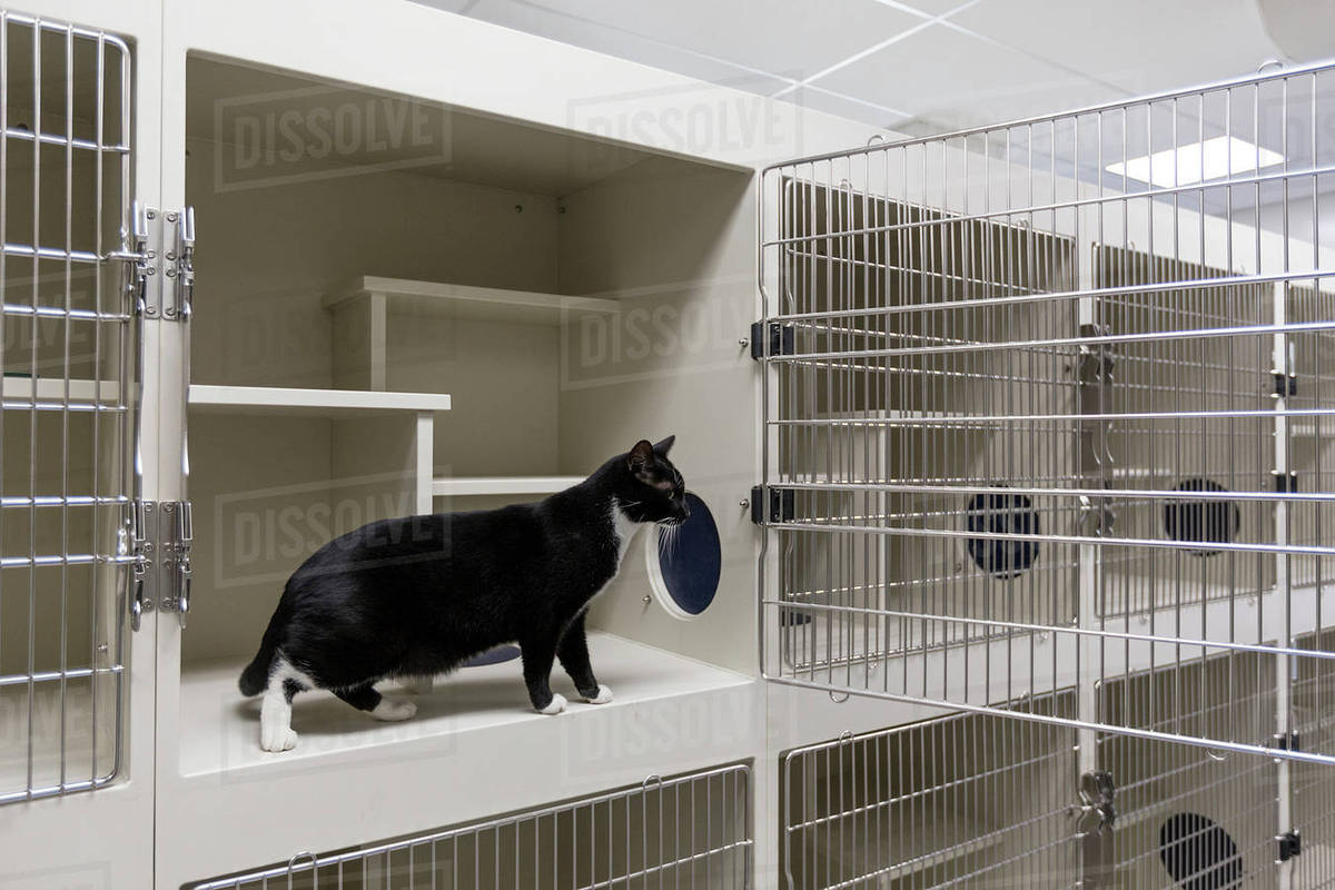 Cat sitting in open cage in animal shelter Stock Photo Dissolve