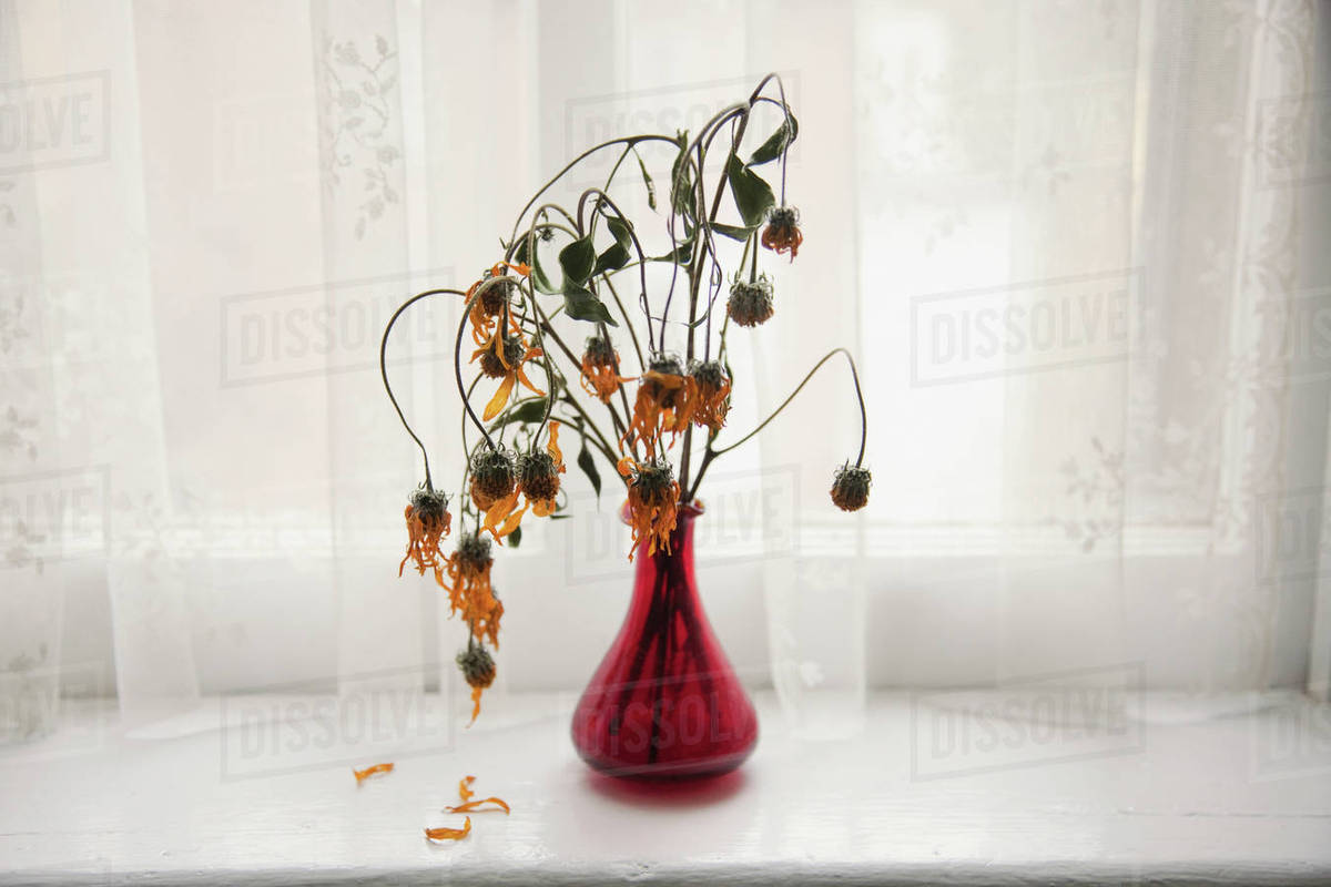 Bouquet of wilting flowers in windowsill Stock Photo Dissolve