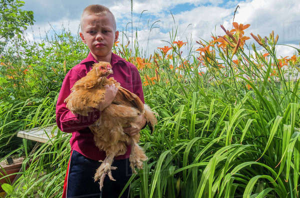 Caucasian boy holding chicken on farm - Royalty-free Stock Photo | Dissolve