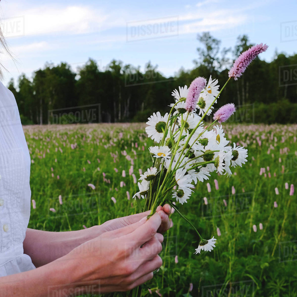 Hands of woman picking wildflowers Stock Photo Dissolve
