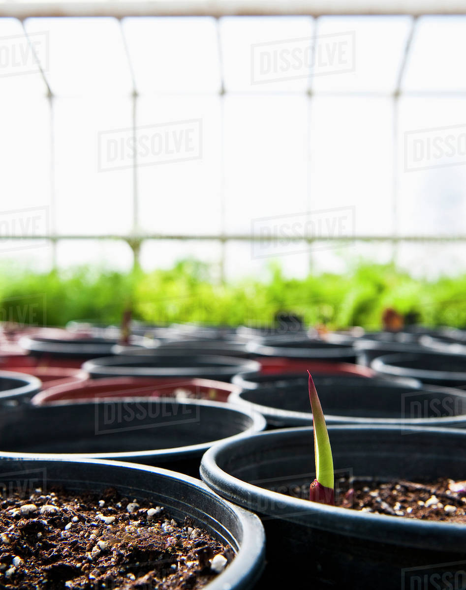 Close up of potted plant sprouting in greenhouse Stock Photo Dissolve