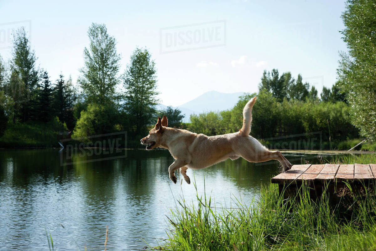 Dog jumping off dock into river Stock Photo Dissolve