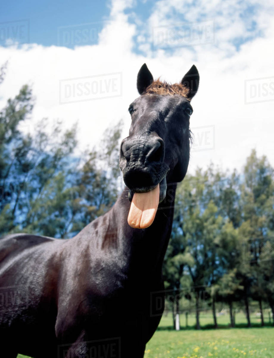 Black horse standing in field sticking out his tongue Stock Photo