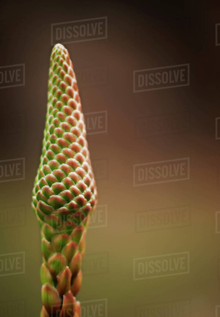 Close up of spike of Aloe Vera plant tightly covered in flower buds Stock Photo Dissolve