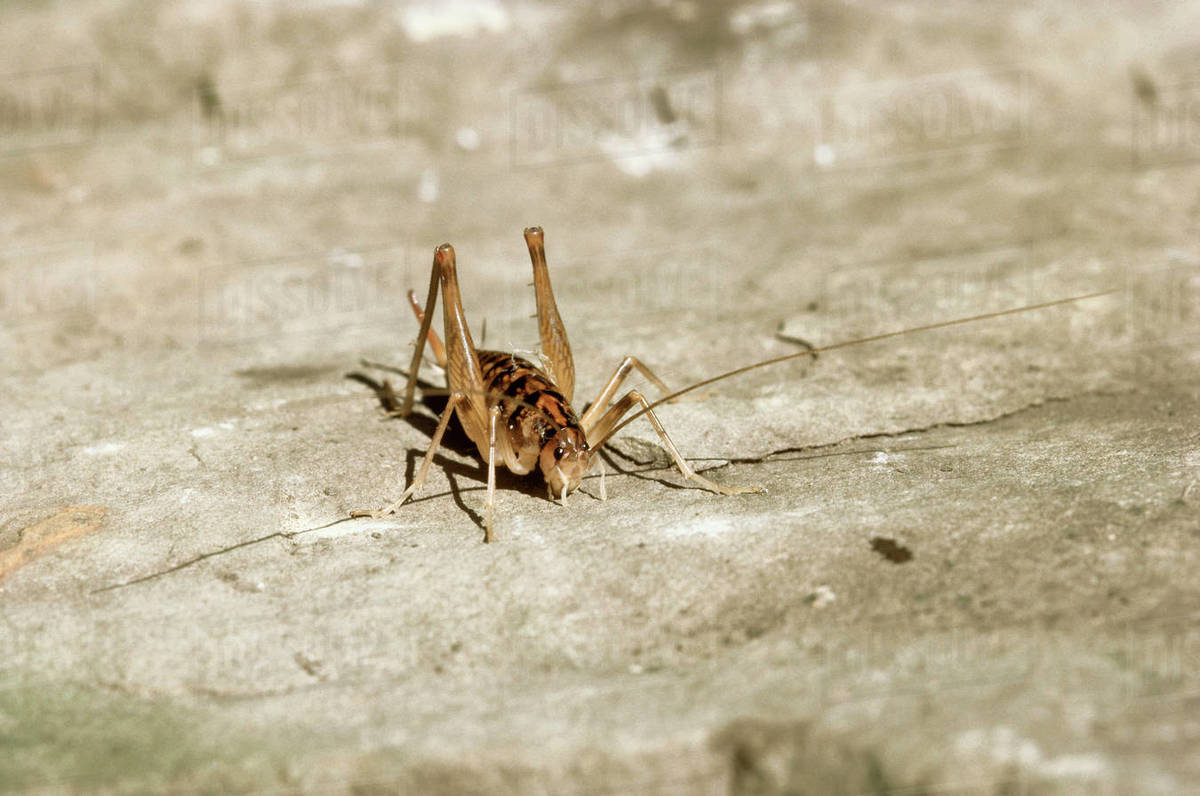Cave Cricket Stock Photo Dissolve