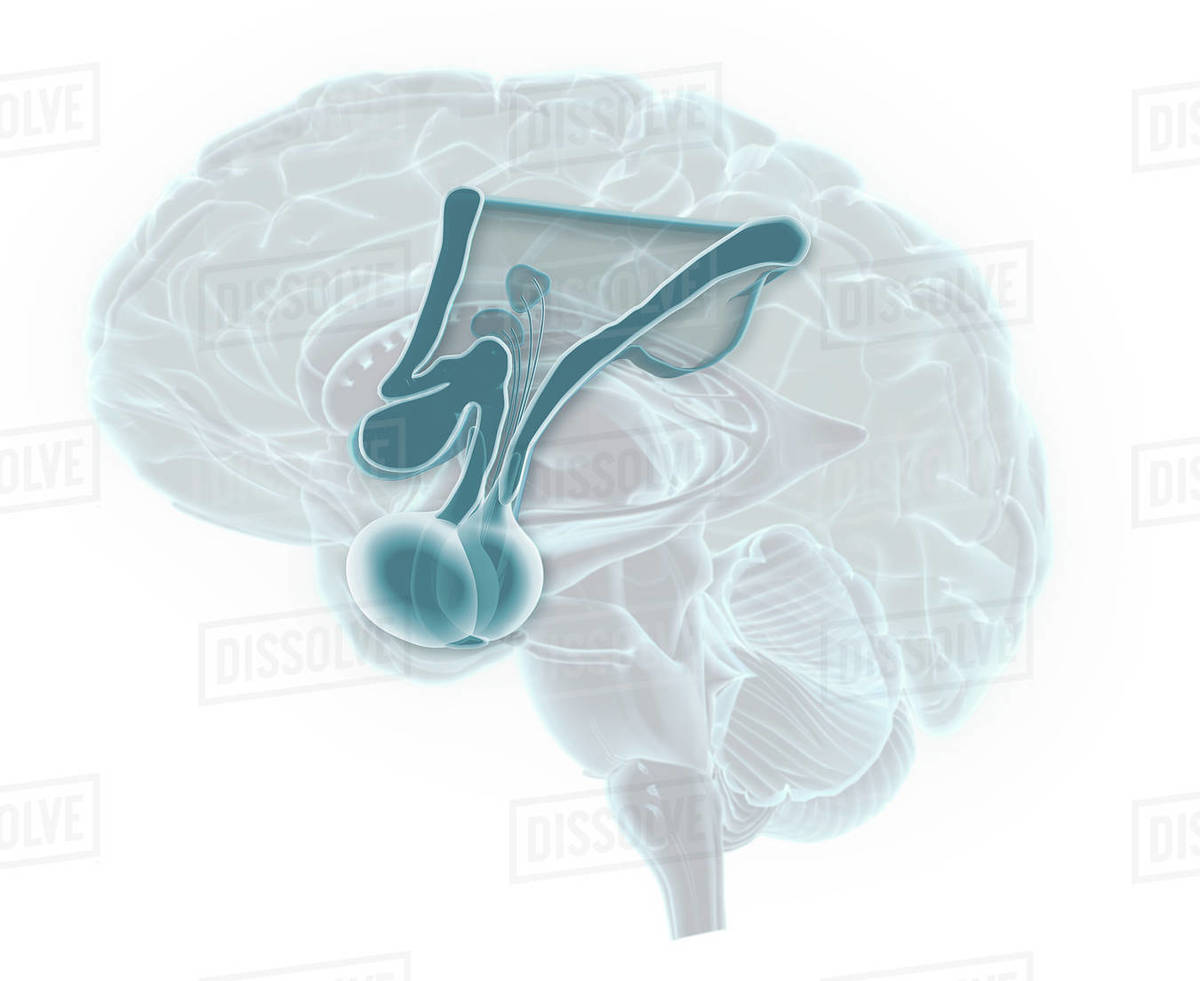 Side view of brain with enlarged view of pituitary and hypothalamus, faded brain in background