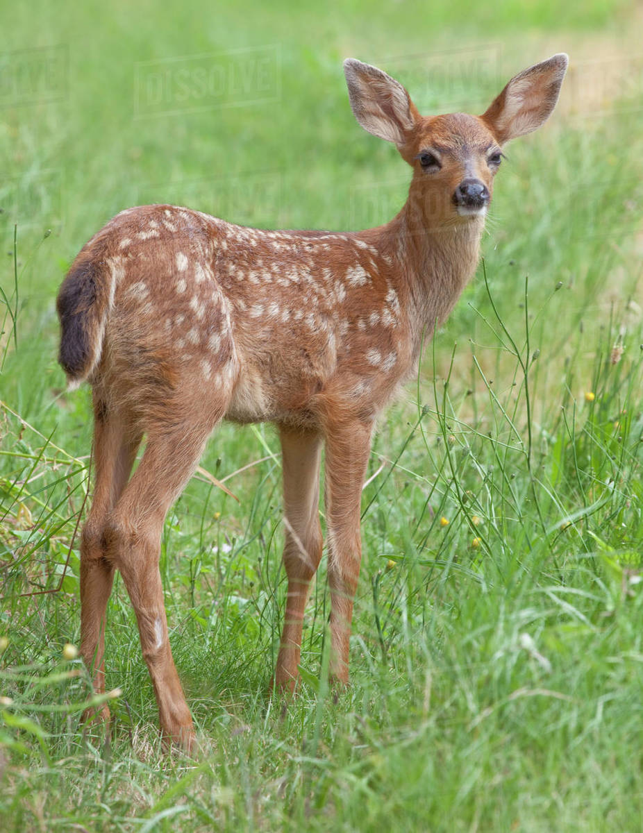 Fawn of Blacktail deer standing in grass Stock Photo Dissolve