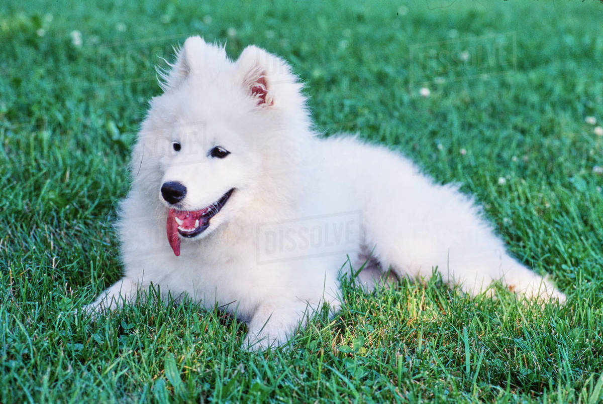 Samoyed laying in grass with tongue out Stock Photo Dissolve