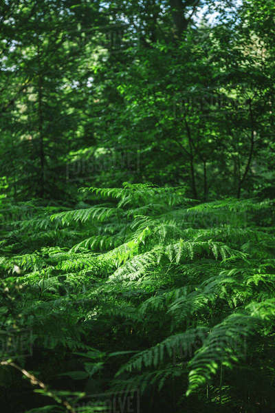 Beautiful leafy trees in green forest in Hamburg, Germany - Royalty ...