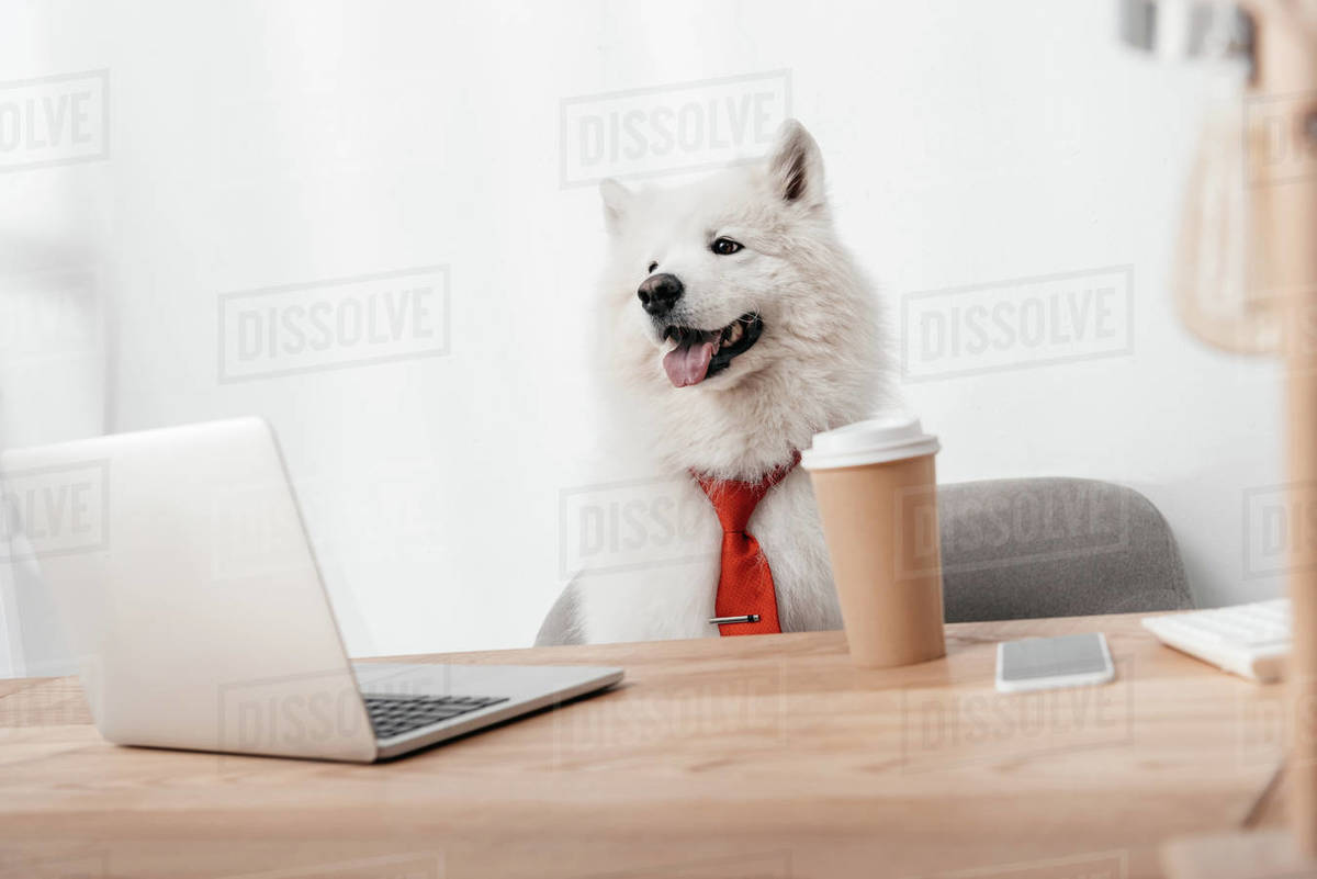 Business dog in red necktie working with laptop in office Stock Photo