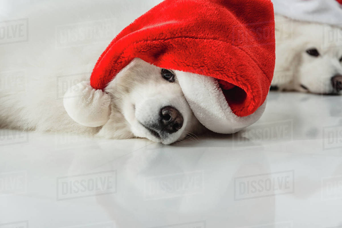 Adorable fluffy samoyed dog in Santa hat looking at camera