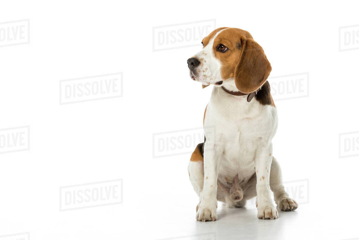 collar size for beagle