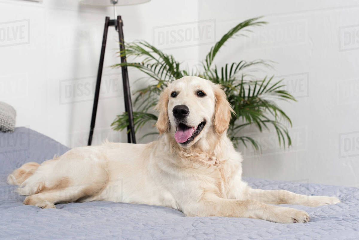 fluffy golden retriever dog lying on bed at home Stock Photo Dissolve