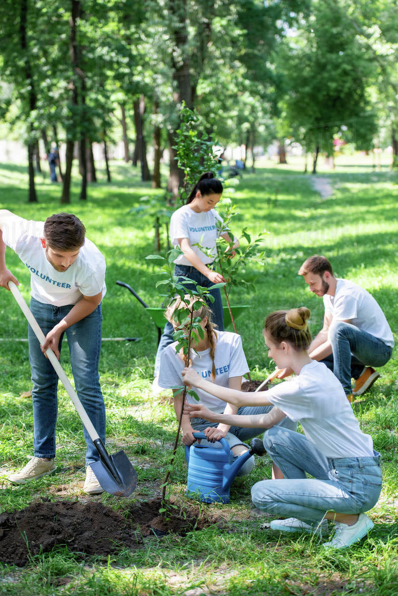 Friends volunteering and planting new trees in park together Stock