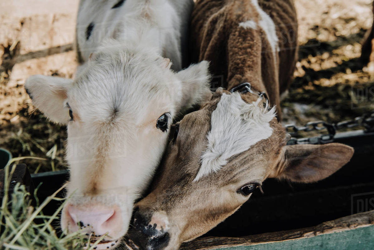 High angle view of adorable calves eating hay in barn at farm Stock