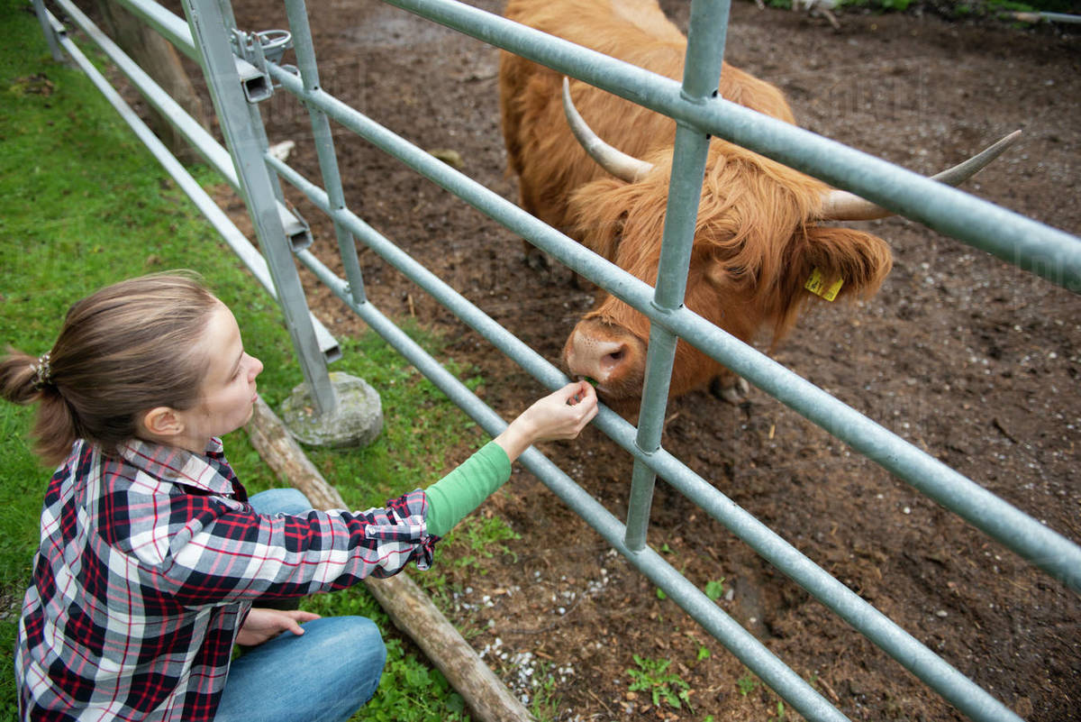 Female farmer feeding a highland cow by grass outdoor Stock Photo