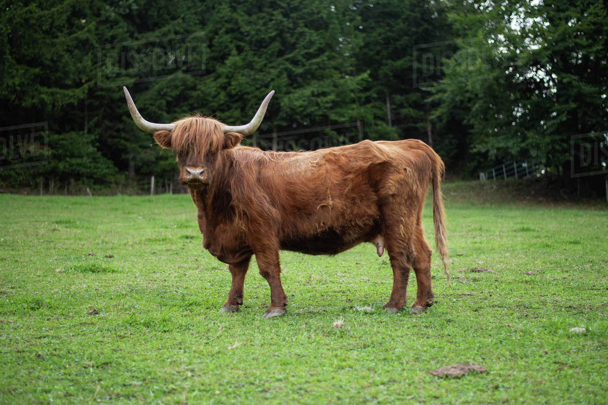 Highland cow standing in grass field looking at camera Stock Photo