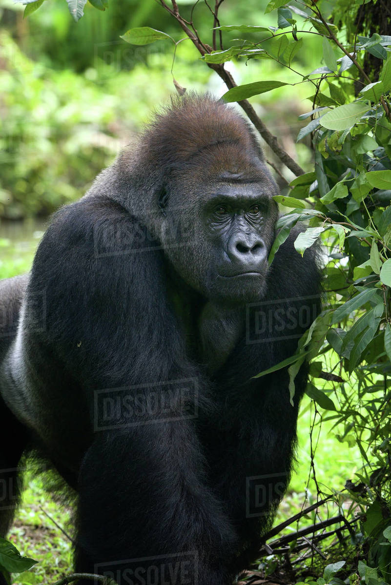 Portrait of a captive male silverback gorilla - Royalty-free Stock ...