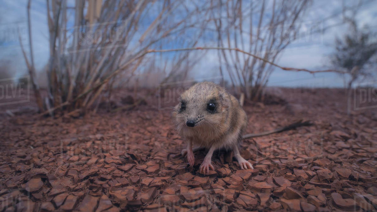 Wild kultarr (Antechinomys laniger) on cracked clay soil, South