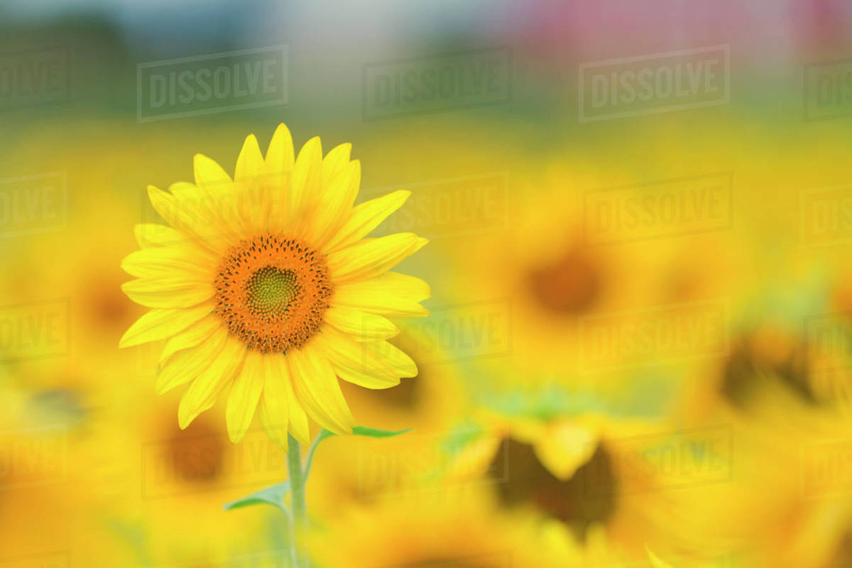 Canada, Ottawa, Sunflower field Stock Photo Dissolve
