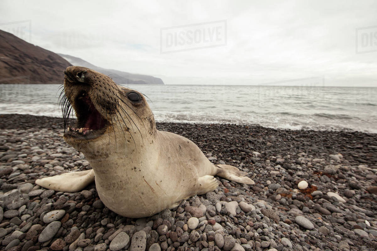Elephant seal on beach barking, Guadalupe, Baja, Mexico Stock Photo