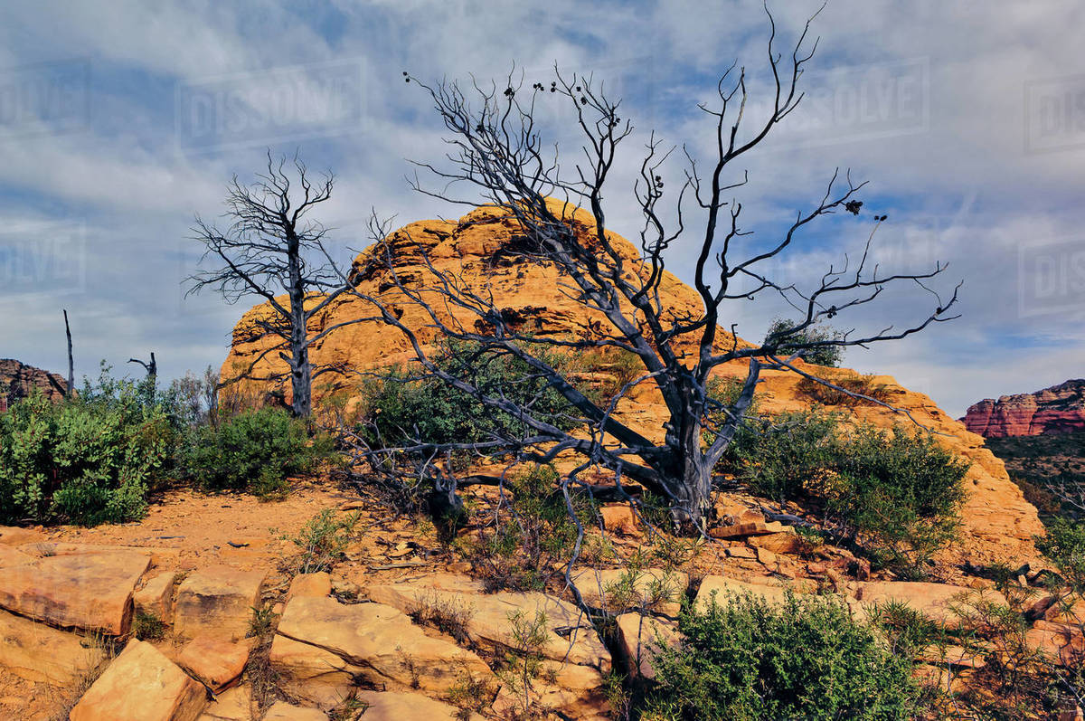 USA, Arizona, Yavapai County, Sedona, Charred remains of dead trees on Brins Mesa Stock Photo