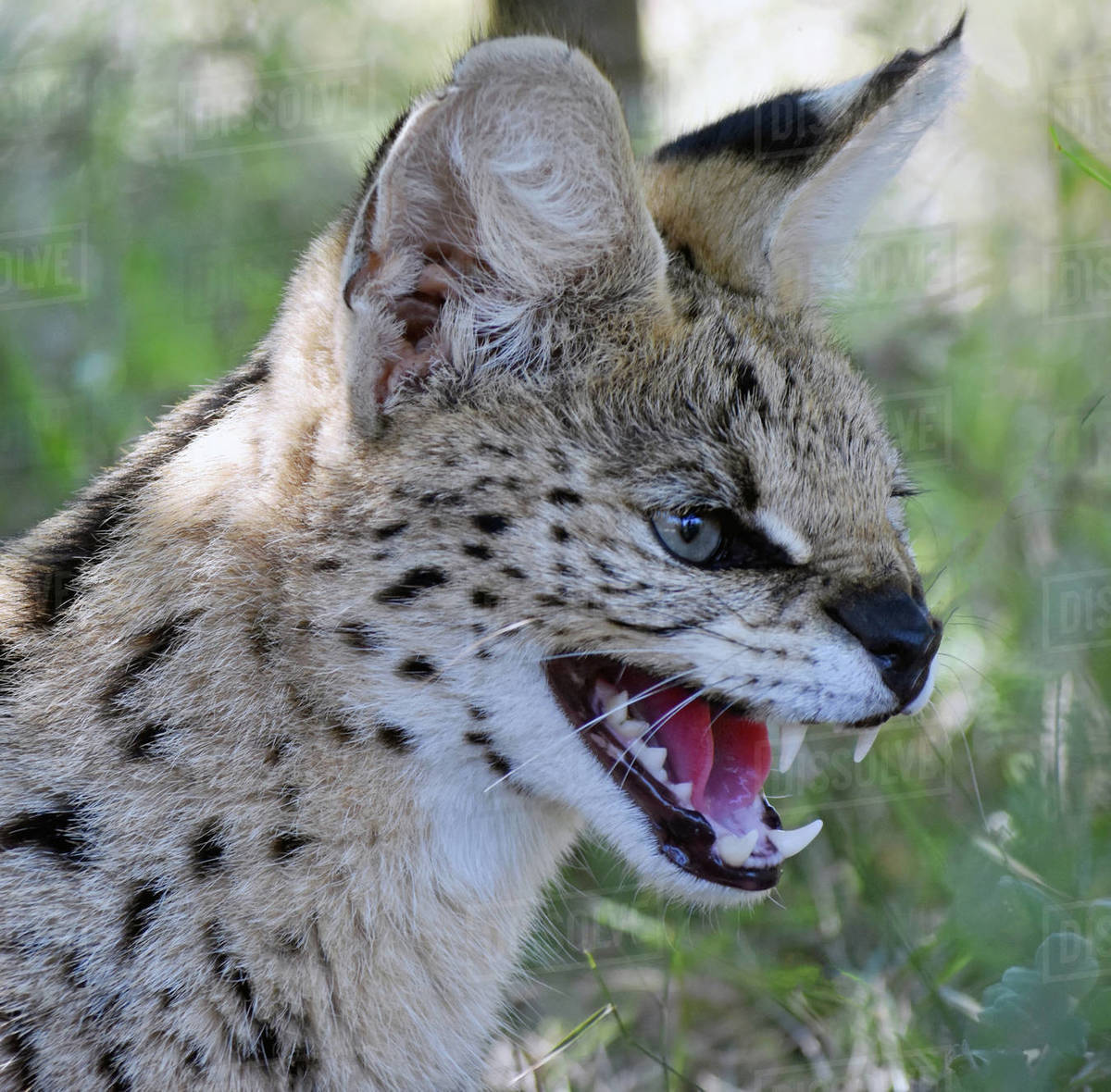 African Wild Cat growling, Limpopo, South Africa Stock Photo Dissolve