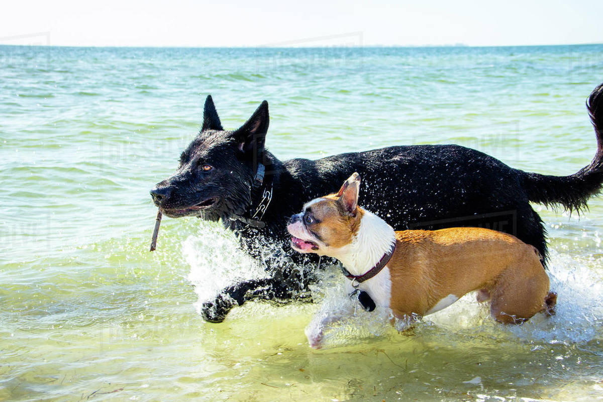 Two dogs running in ocean with a stick, Treasure Island, Florida