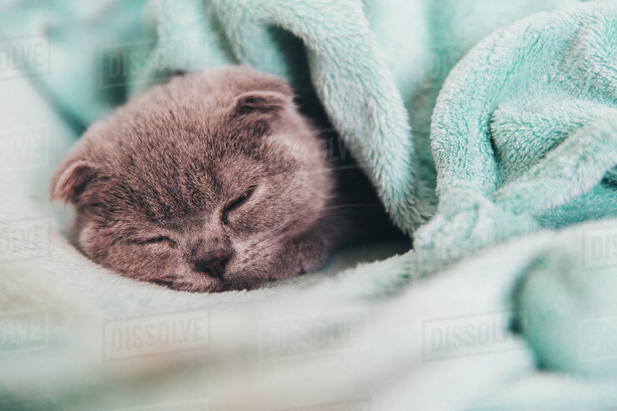 Cat sleeping under blanket Stock Photo Dissolve