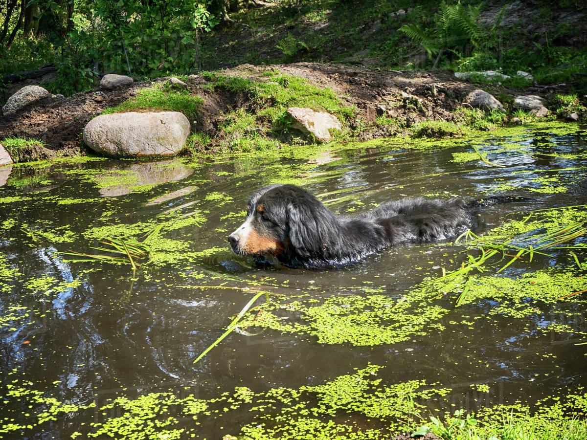 Bernese Mountain Dog bathing in a pond, Poland Stock Photo Dissolve