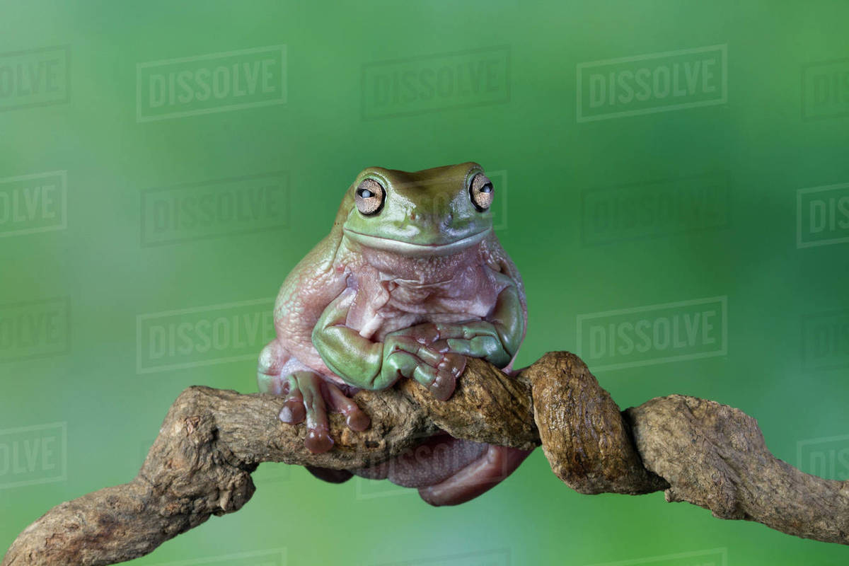 Australian white tree frog sitting on a branch, Indonesia Stock Photo