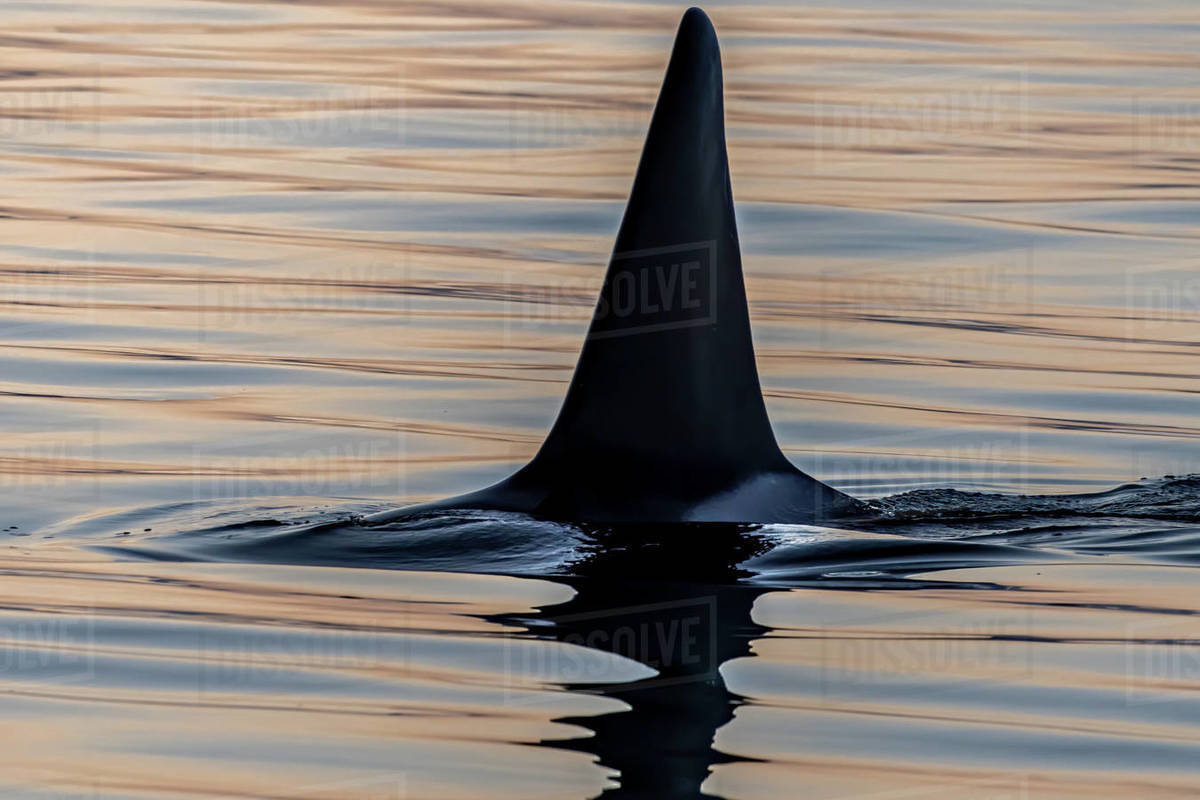 Killer whale dorsal fin breaking the ocean surface, Alaska, USA ...