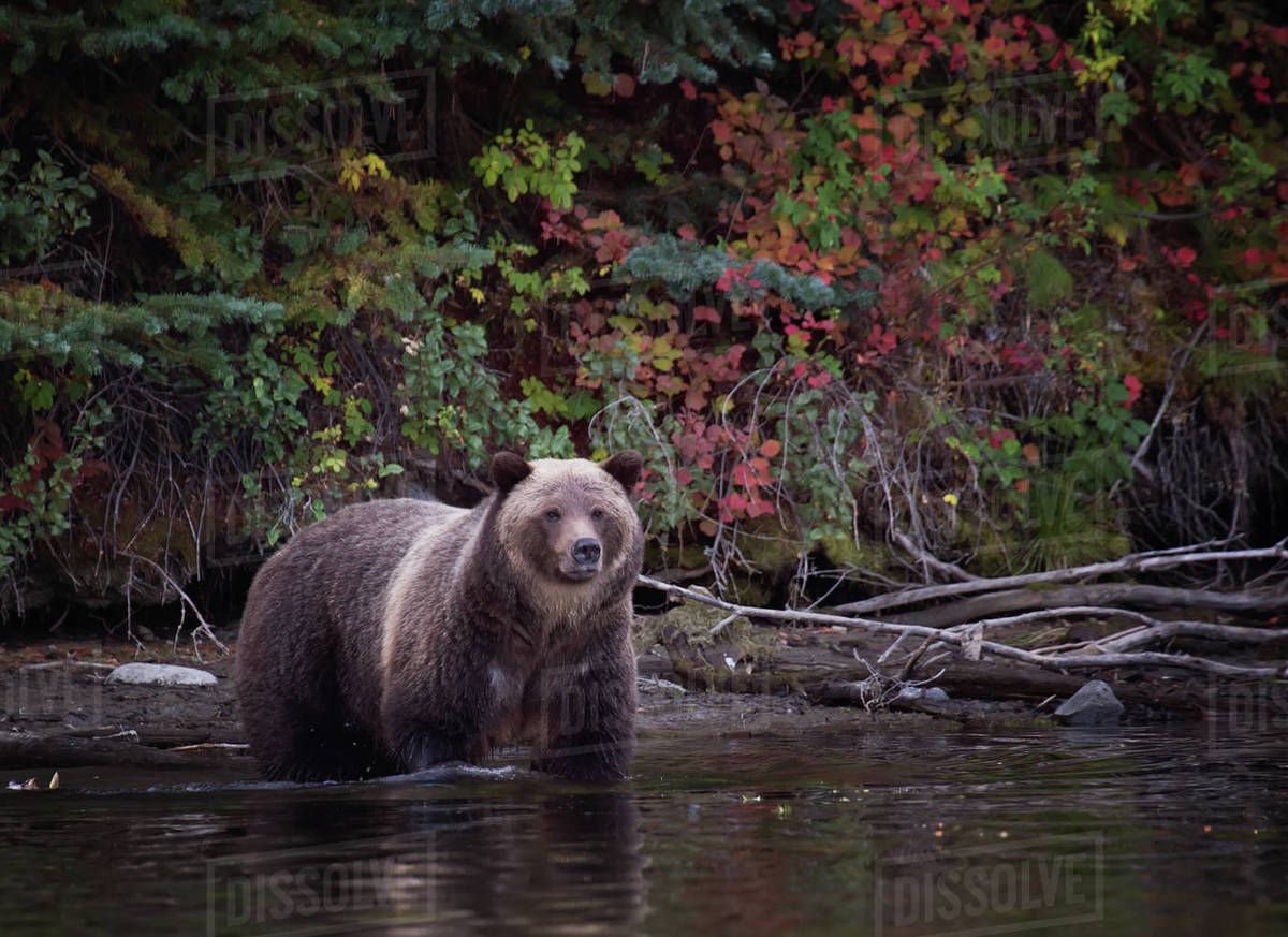Grizzly bear hunting for fish, Chilko Lake, British Columbia, Canada