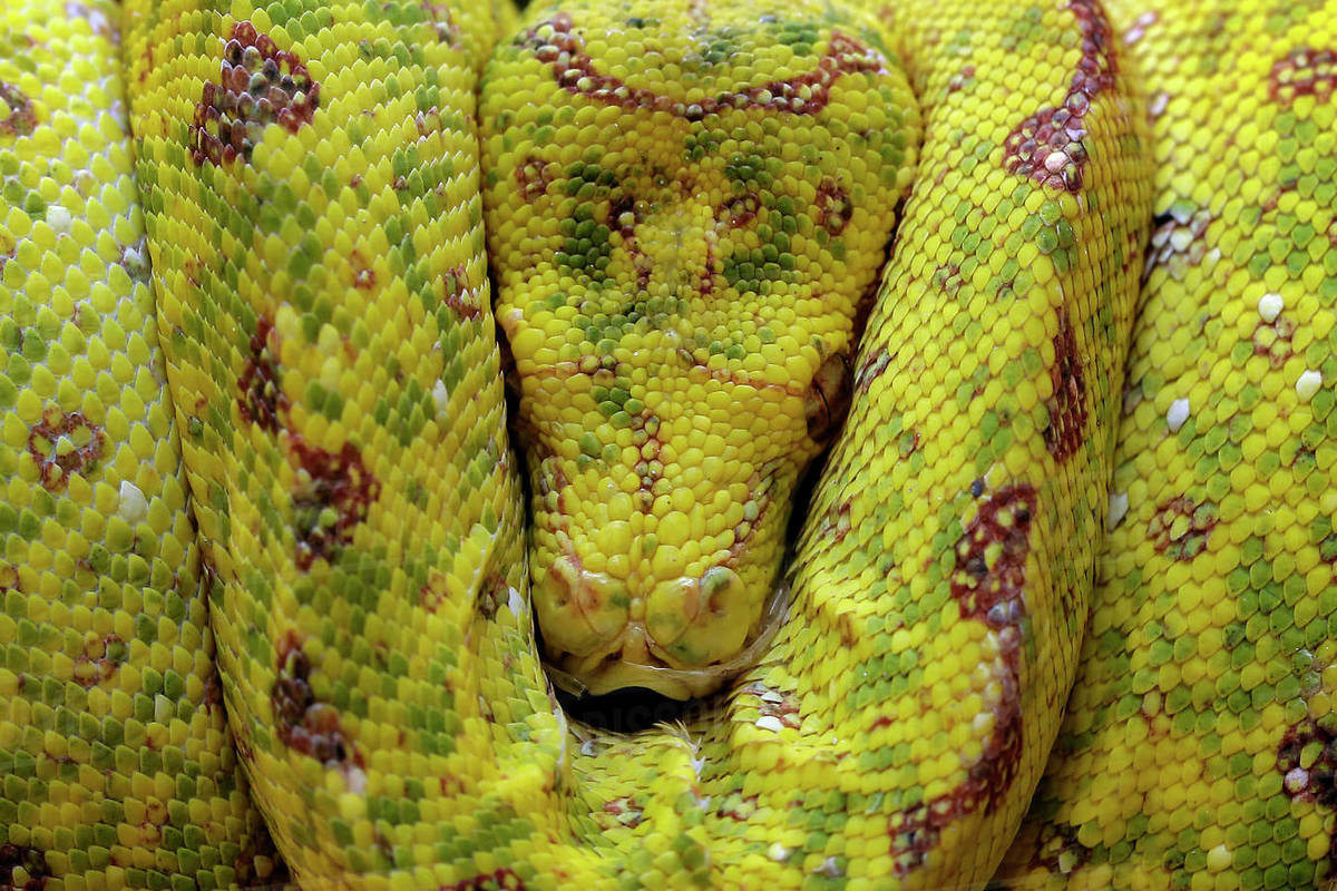 Close-up of a coiled Yellow tree python snake on a branch sleeping ...