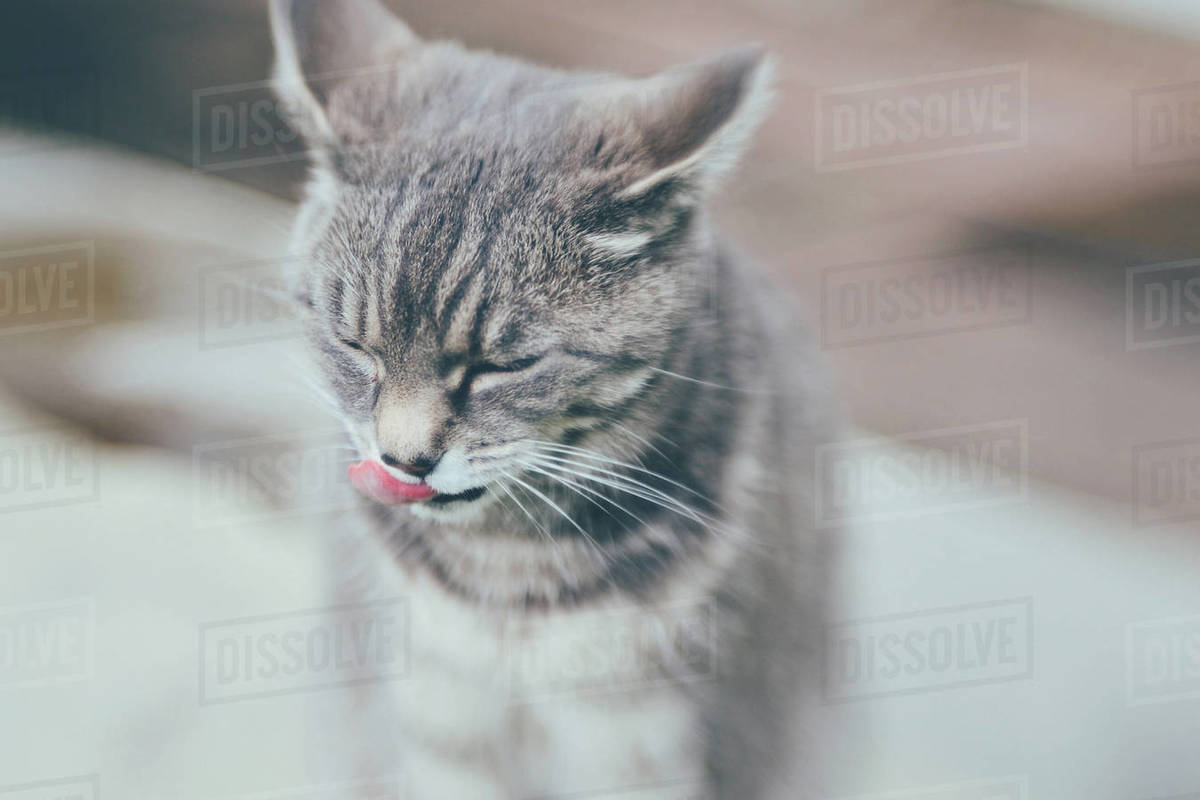 Grey tabby Cat licking its lips Stock Photo Dissolve