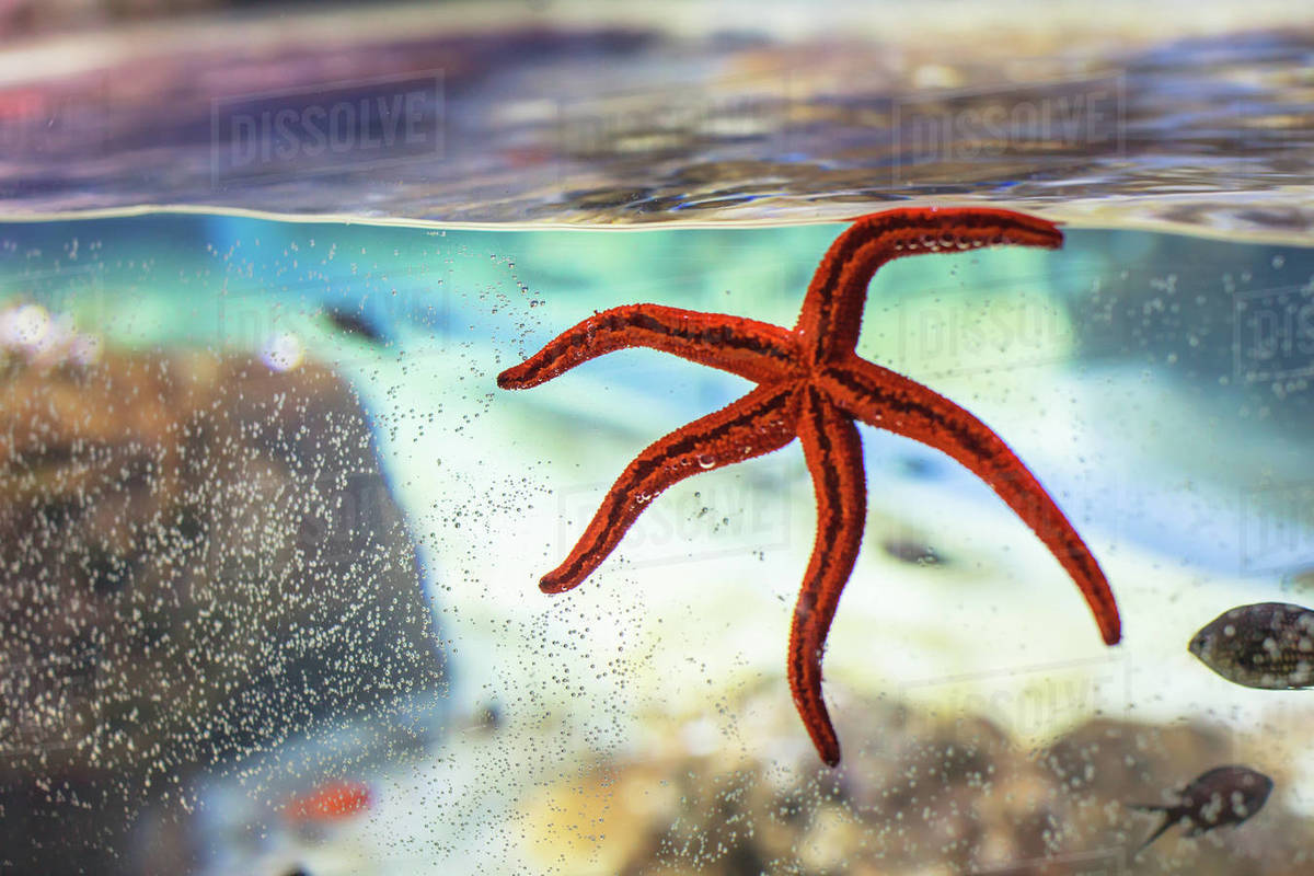 Starfish in an aquarium tank Stock Photo Dissolve