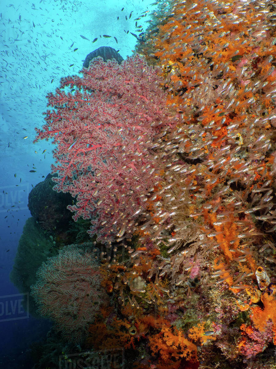 Glassfish swimming on a coral reef, Raja Ampat, West Papua, Indonesia Stock Photo Dissolve
