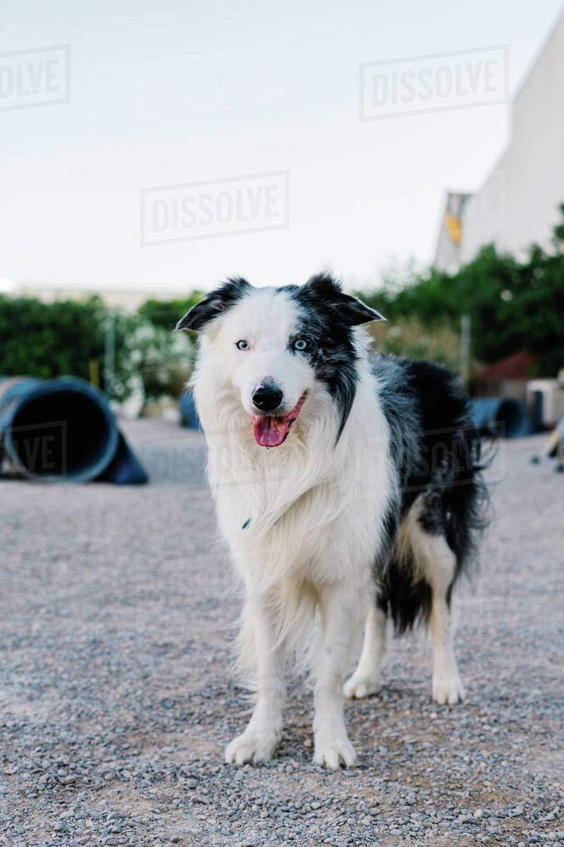 Adorable fluffy Border Collie dog standing on ground and resting after