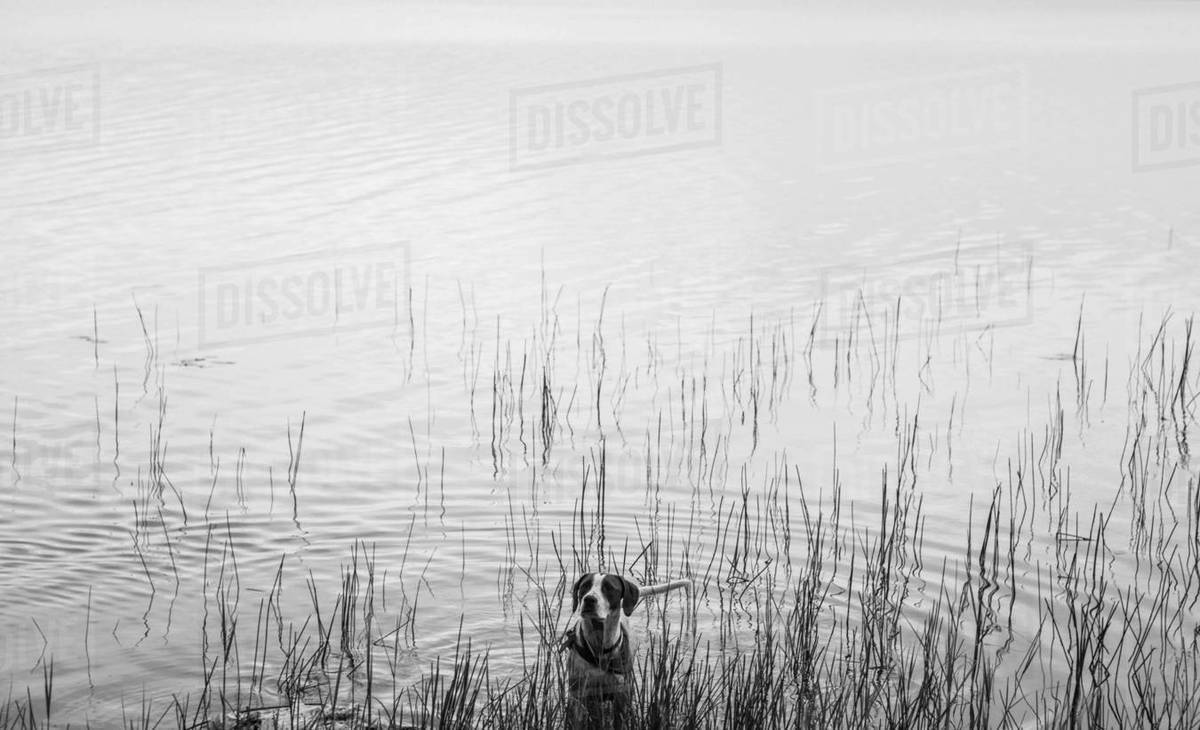 Active dog walking in water on beach looking away Stock Photo Dissolve