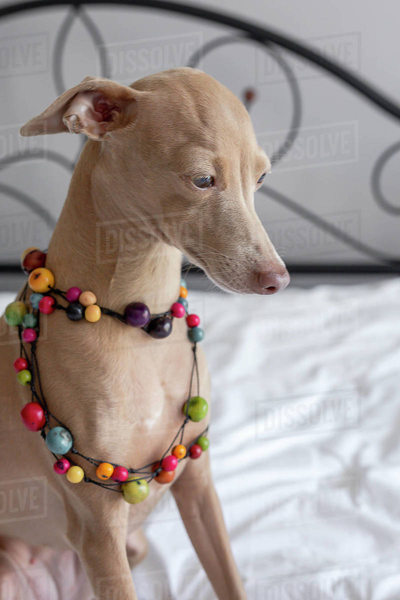Purebred colored Isabela Italian greyhound dog playing on human bed