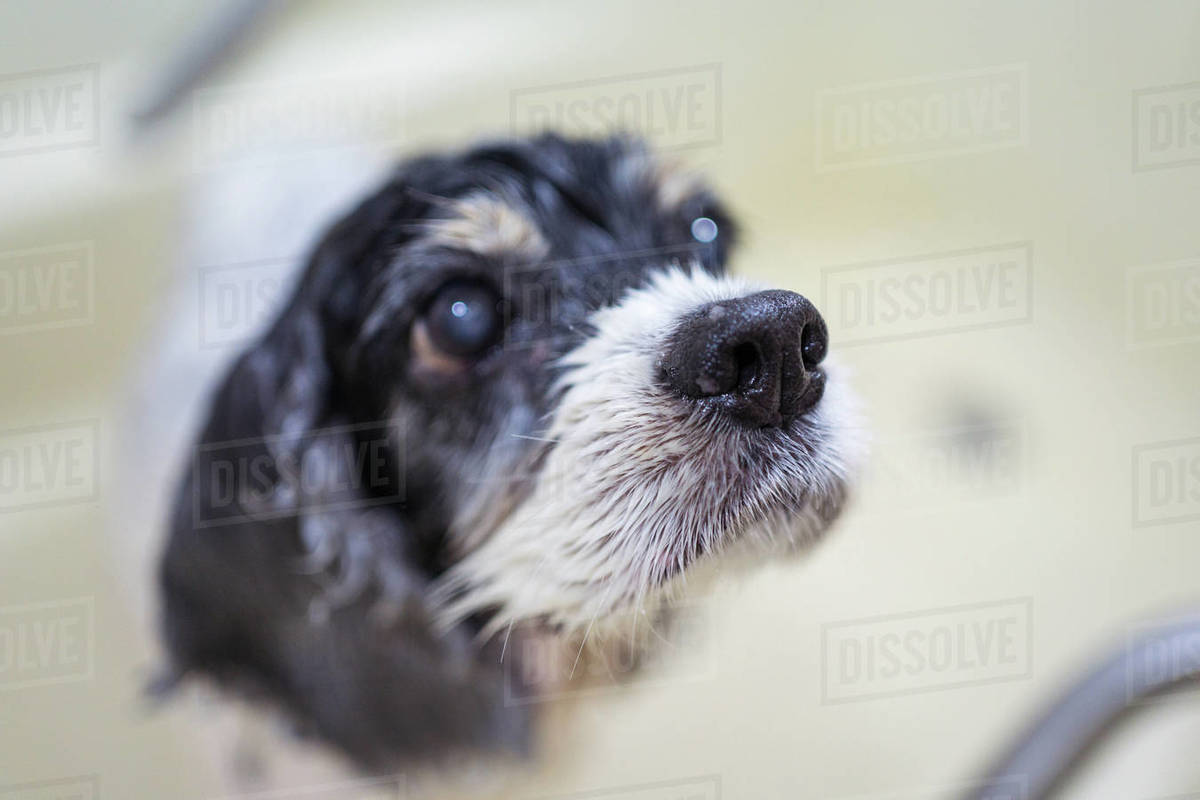 Cute wet Cocker Spaniel puppy standing in bathtub and looking at anonymous owner after bath