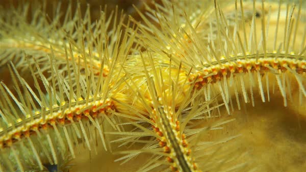 Underwater marine life, closeup video of a Ophiothrix suensoni commonly ...