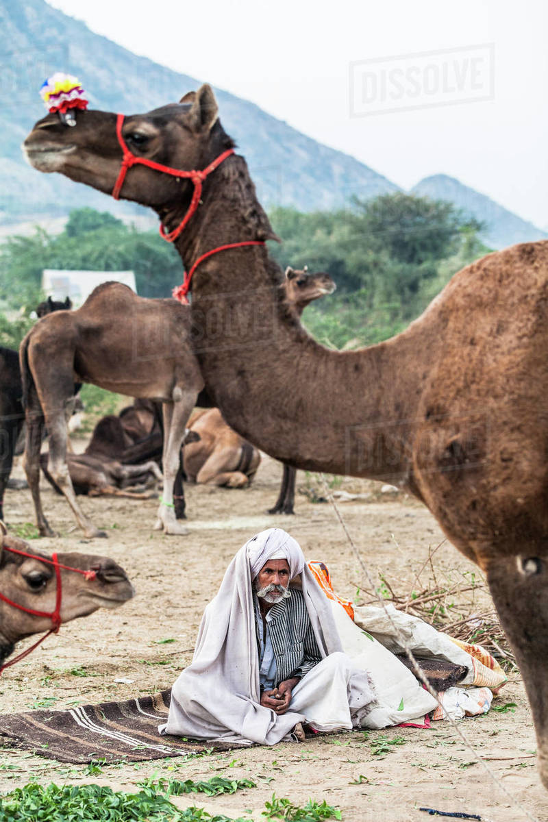 Camel herder early in the morning at the Pushkar Camel Fair, Pushkar, Rajasthan, India, Asia Royalty-free stock photo