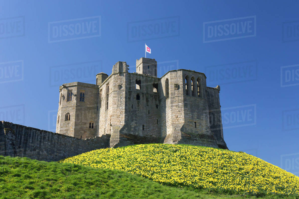 The Great Tower of Warkworth Castle, spring, carpet of golden daffodils on hillside, Warkworth, Northumberland, England, United Kingdom, Europe Rights-managed stock photo