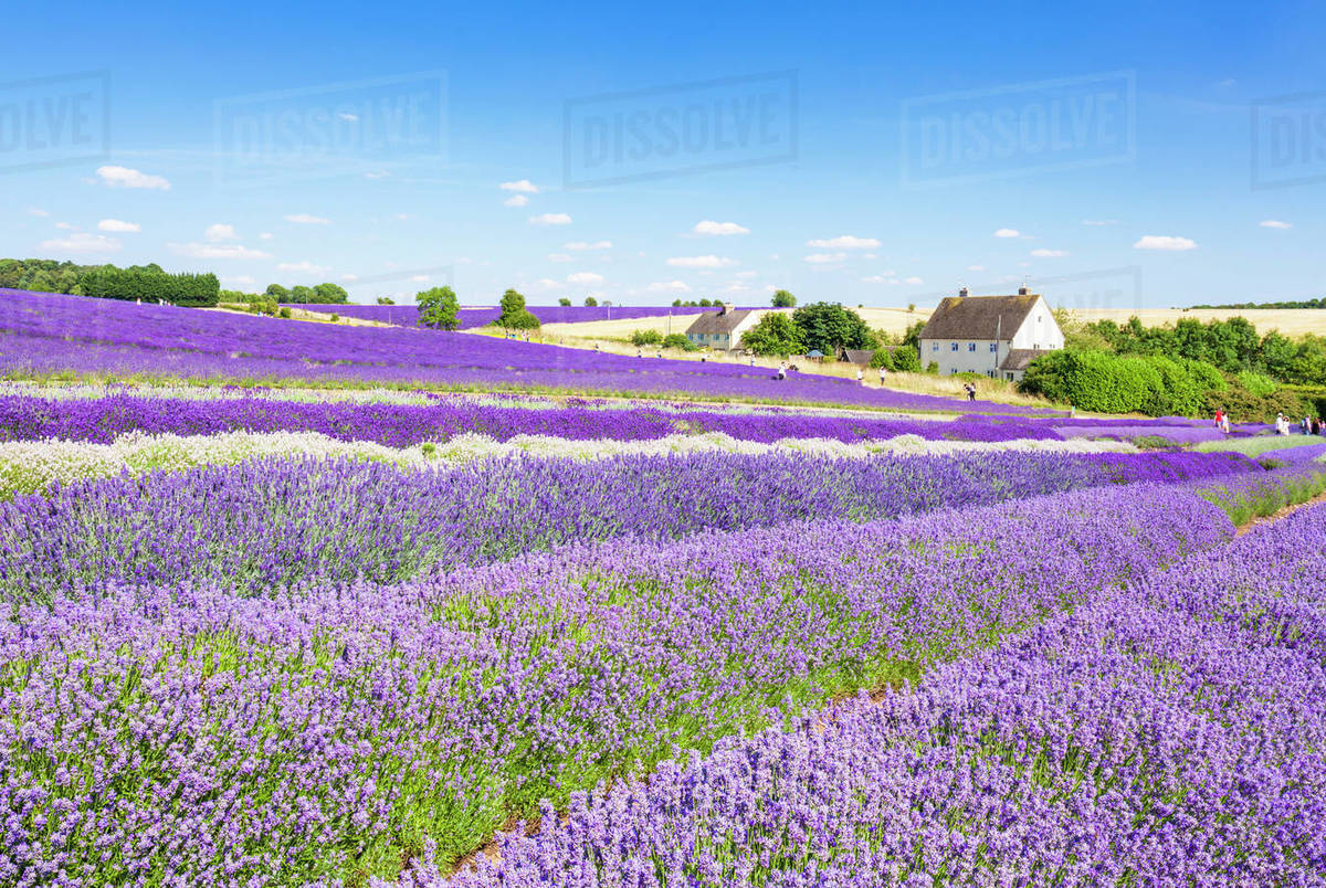 Rows of lavender in a lavender field at Cotswold Lavender, Snowshill